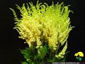 Astilbe Gloria White